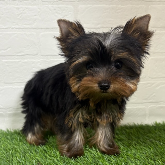 三重県のヨークシャーテリア (ワンニャンハウス四日市店/2025年9月8日生まれ/女の子/スチールブルータン)の子犬の3枚目の画像