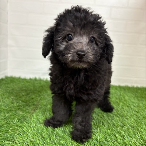 三重県のトイプードル(トイ) (ワンニャンハウス四日市店/2025年9月4日生まれ/女の子/シルバー)の子犬の2枚目の画像