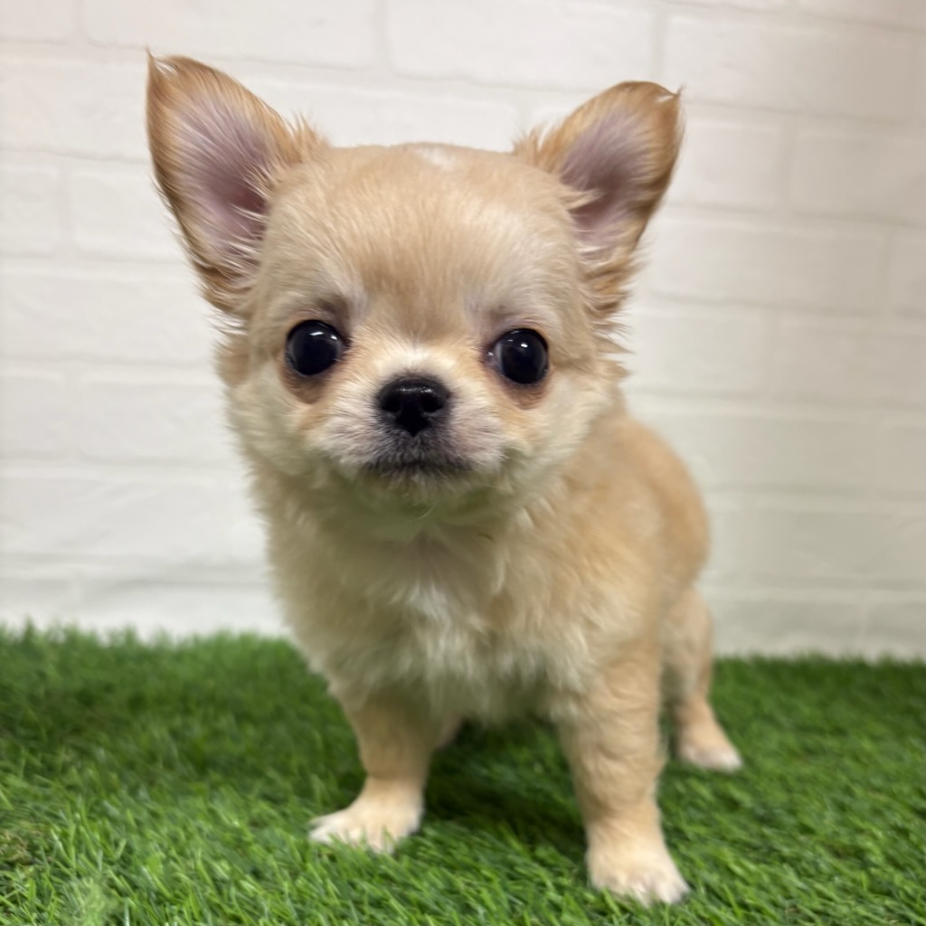 三重県のチワワ(ロング) (ワンニャンハウス四日市店/2025年11月18日生まれ/男の子/クリーム)の子犬の1枚目の画像