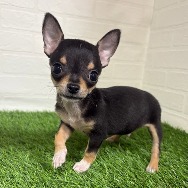 三重県のチワワ(ロング) (ワンニャンハウス四日市店/2025年9月20日生まれ/男の子/ブラックタン)の子犬の2枚目の画像