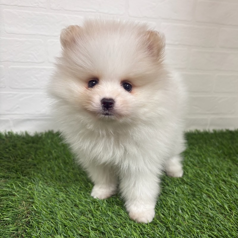 三重県のポメラニアン (ワンニャンハウス四日市店/2025年10月11日生まれ/男の子/パーティーカラー)の子犬の2枚目の画像