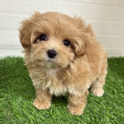 三重県のマルプー(マルチーズ×プードル) (ワンニャンハウス四日市店/2025年9月10日生まれ/女の子/クリームホワイト)の子犬の2枚目の画像