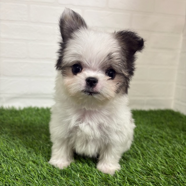 三重県のチワマル/マルチワ(チワワ×マルチーズ) (ワンニャンハウス四日市店/2025年9月16日生まれ/女の子/フォーンホワイト)の子犬の1枚目の画像