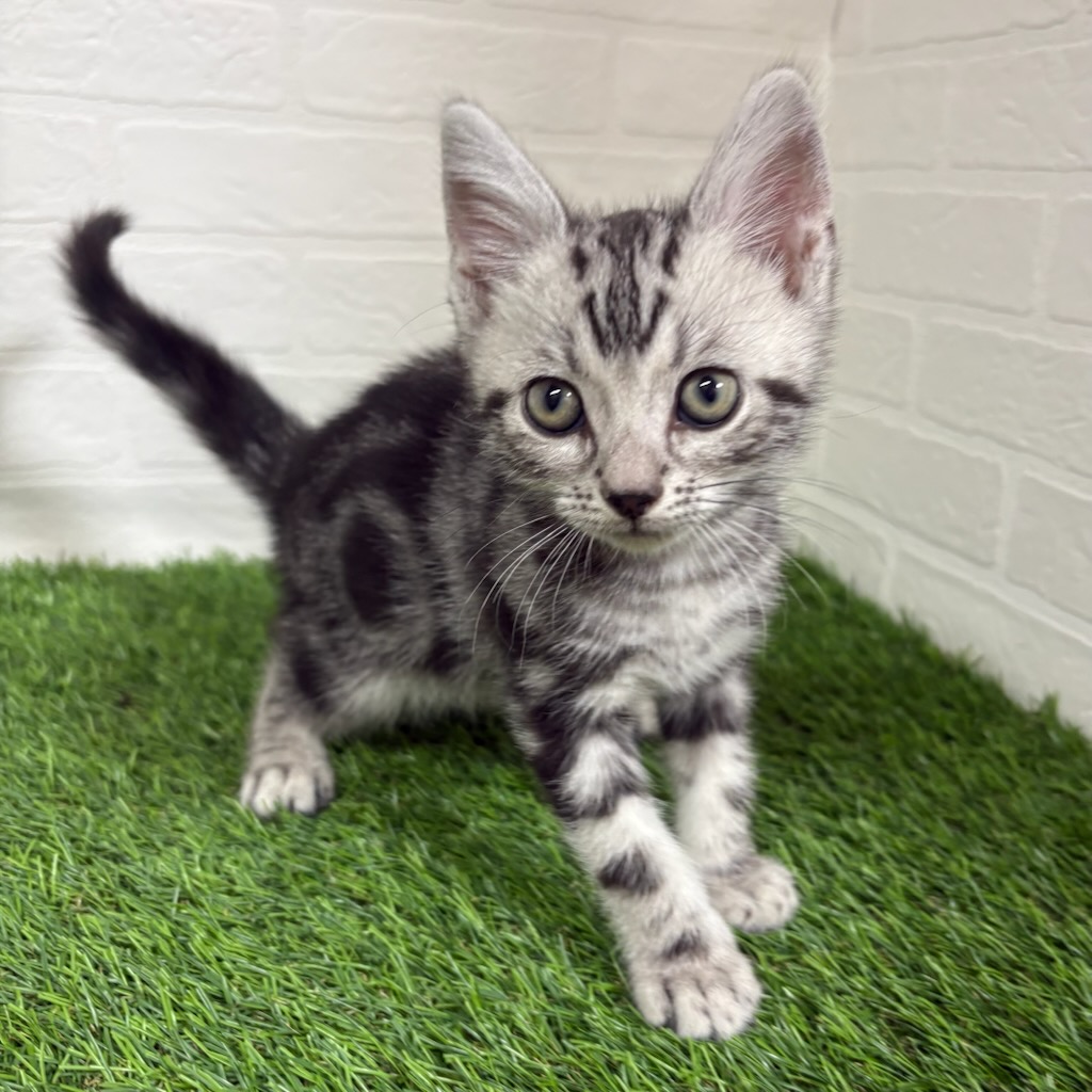 三重県のアメリカンショートヘアー (ワンニャンハウス四日市店/2025年11月17日生まれ/男の子/シルバータビー)の子猫の2枚目の画像