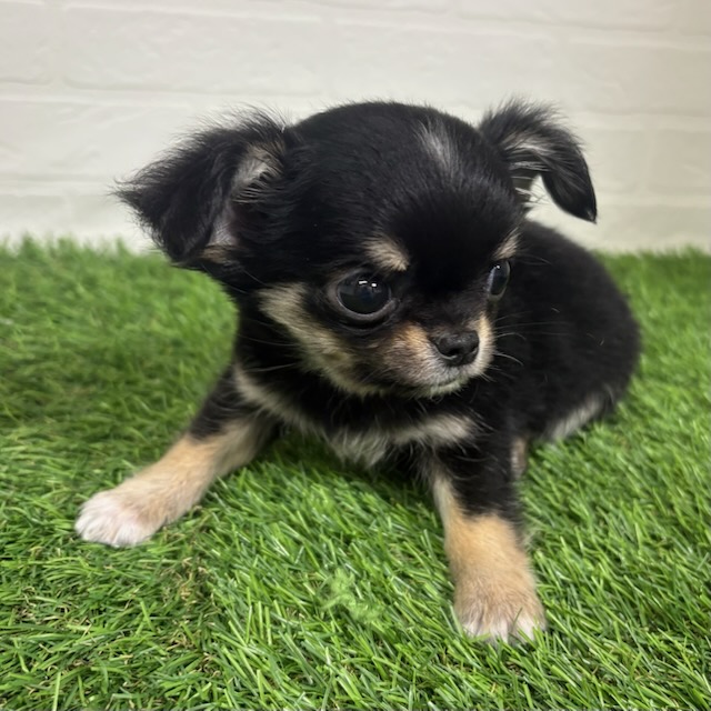 三重県のチワワ(ロング) (ワンニャンハウス四日市店/2025年10月12日生まれ/男の子/ブラックタン)の子犬の3枚目の画像