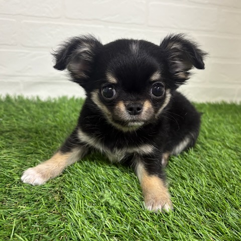 三重県のチワワ(ロング) (ワンニャンハウス四日市店/2025年10月12日生まれ/男の子/ブラックタン)の子犬の1枚目の画像