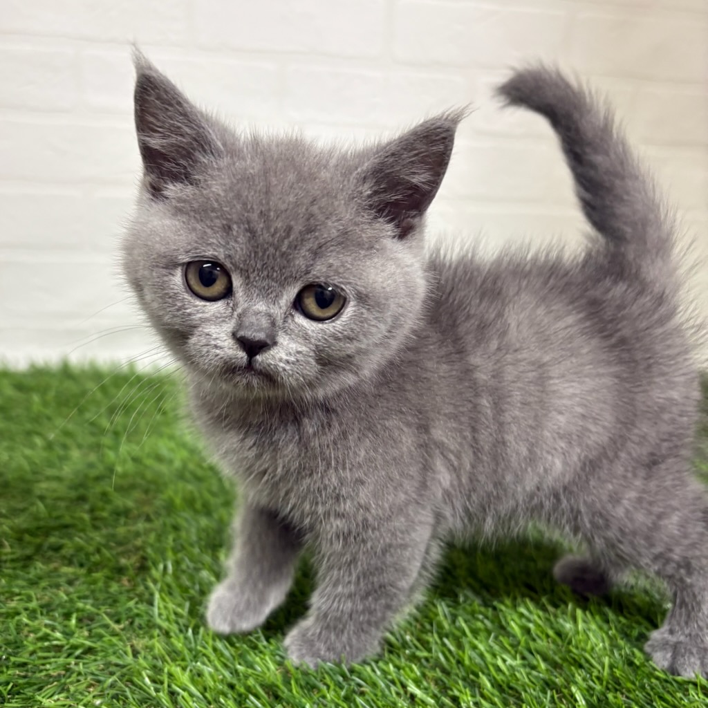 三重県のブリティッシュショートヘアー (ワンニャンハウス四日市店/2026年1月7日生まれ/女の子/ブルー)の子猫の3枚目の画像