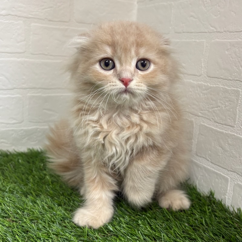 三重県のスコティッシュフォールド (ワンニャンハウス四日市店/2025年9月15日生まれ/男の子/クリームタビー)の子猫の1枚目の画像