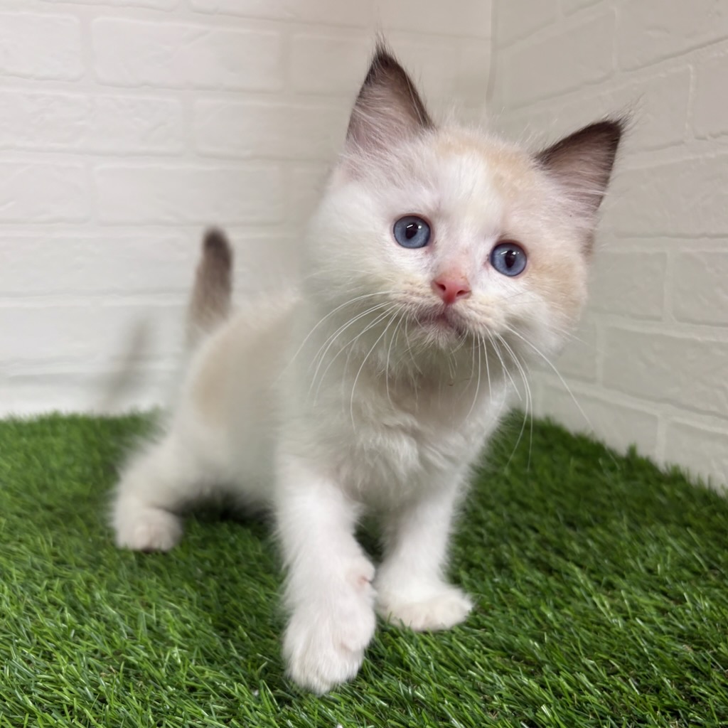 三重県のラグドール (ワンニャンハウス四日市店/2025年11月2日生まれ/男の子/シールポイントバイカラー)の子猫の1枚目の画像