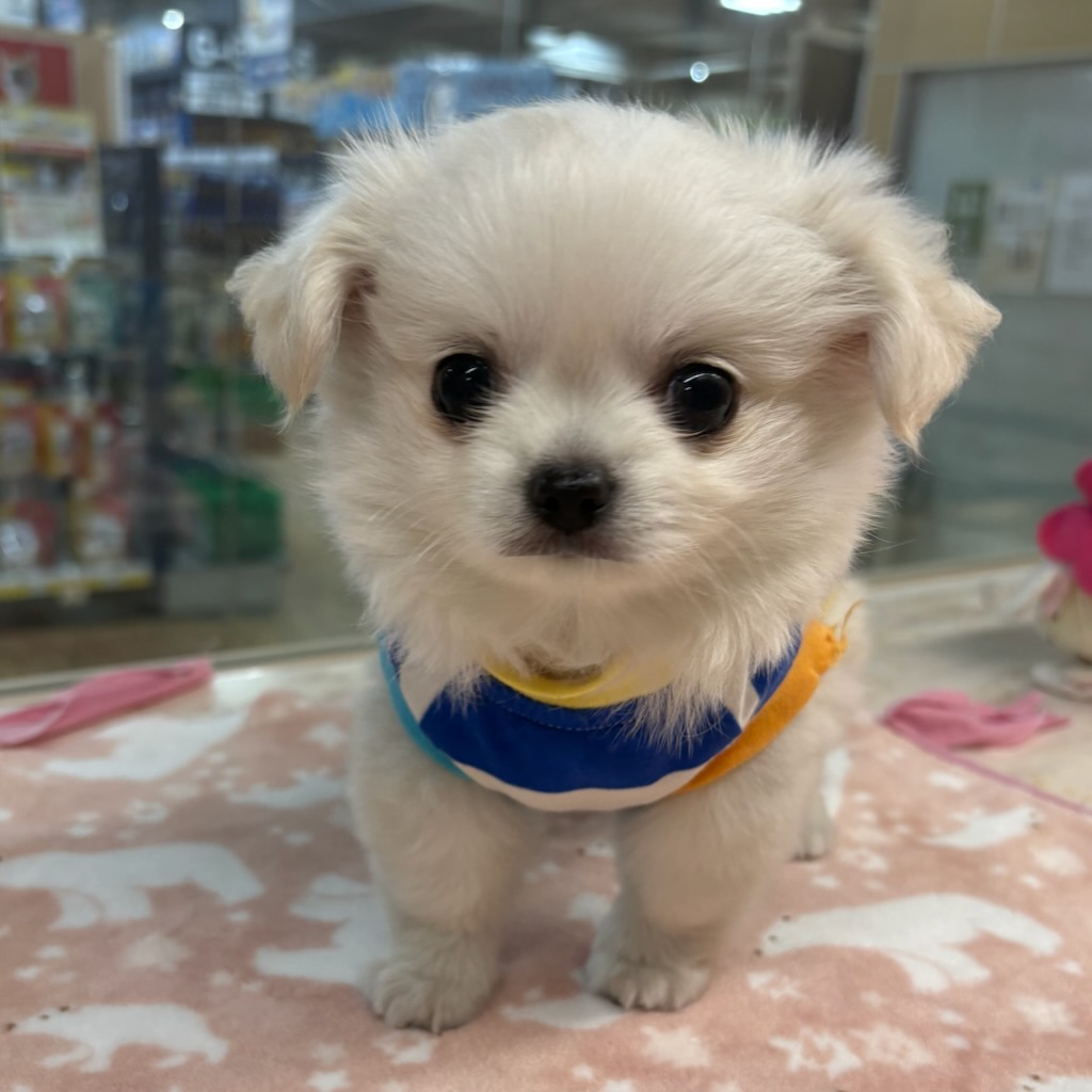 三重県のチワワ(ロング) (ワンニャンハウス四日市店/2026年3月9日生まれ/男の子/クリーム)の子犬の3枚目の画像