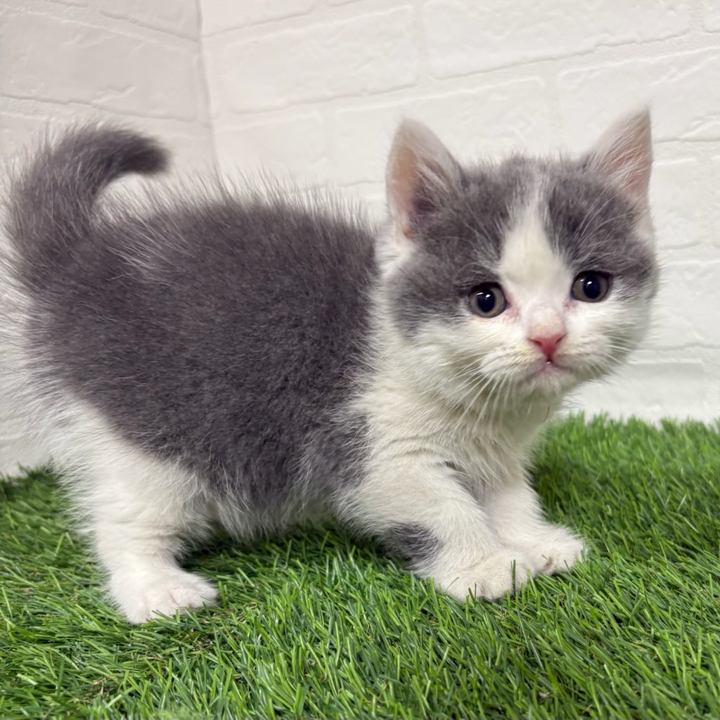 三重県のブリティッシュショートヘアー (ワンニャンハウス四日市店/2025年10月18日生まれ/男の子/ブルーホワイト)の子猫の2枚目の画像