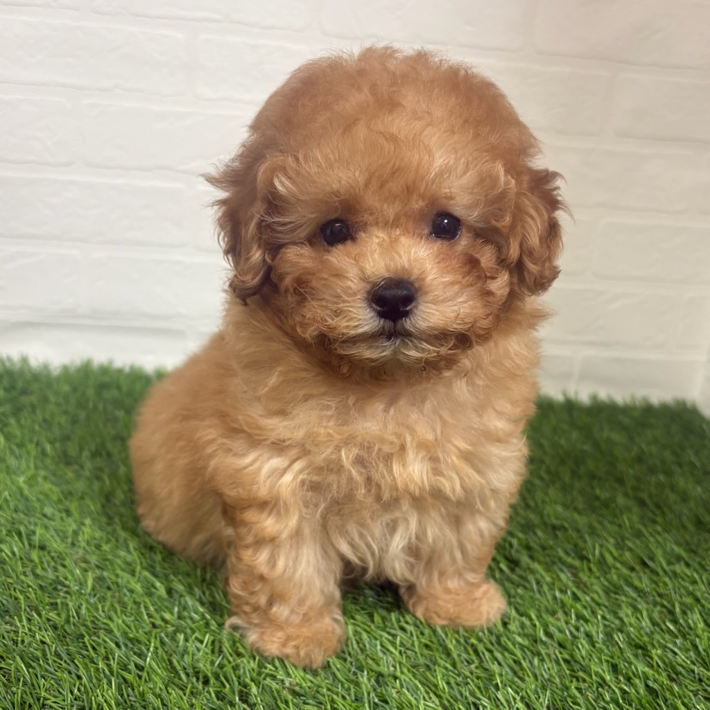 三重県のトイプードル(トイ) (ワンニャンハウス四日市店/2026年1月30日生まれ/男の子/オレンジフォーン)の子犬の1枚目の画像