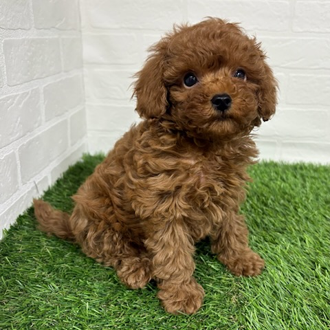 三重県のトイプードル(トイ) (ワンニャンハウス四日市店/2025年9月7日生まれ/男の子/レッドフォーン)の子犬の2枚目の画像