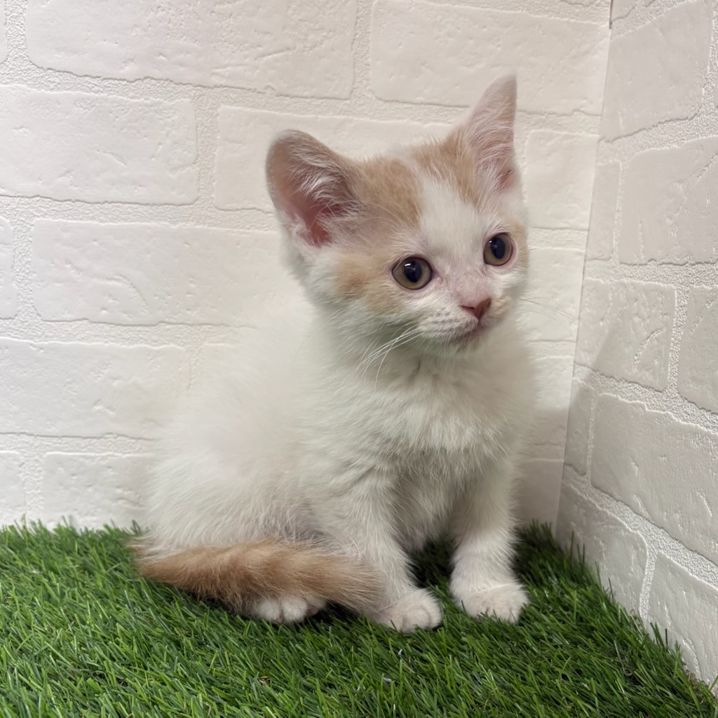 三重県のスコティッシュフォールド (ワンニャンハウス四日市店/2026年2月20日生まれ/男の子/クリームタビーホワイト)の子猫の3枚目の画像