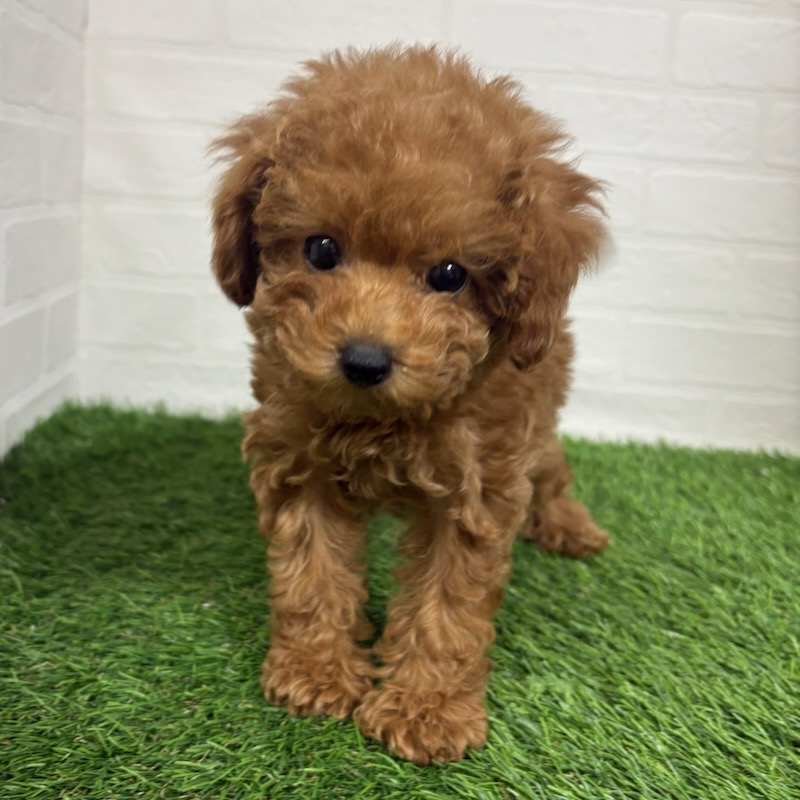 三重県のトイプードル(トイ) (ワンニャンハウス四日市店/2025年9月28日生まれ/男の子/レッド)の子犬の2枚目の画像