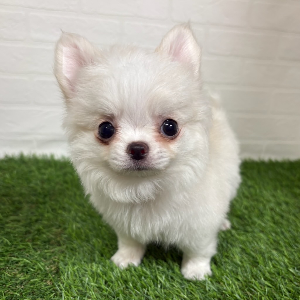 三重県のチワワ(ロング) (ワンニャンハウス四日市店/2026年1月11日生まれ/女の子/クリームホワイト)の子犬の2枚目の画像