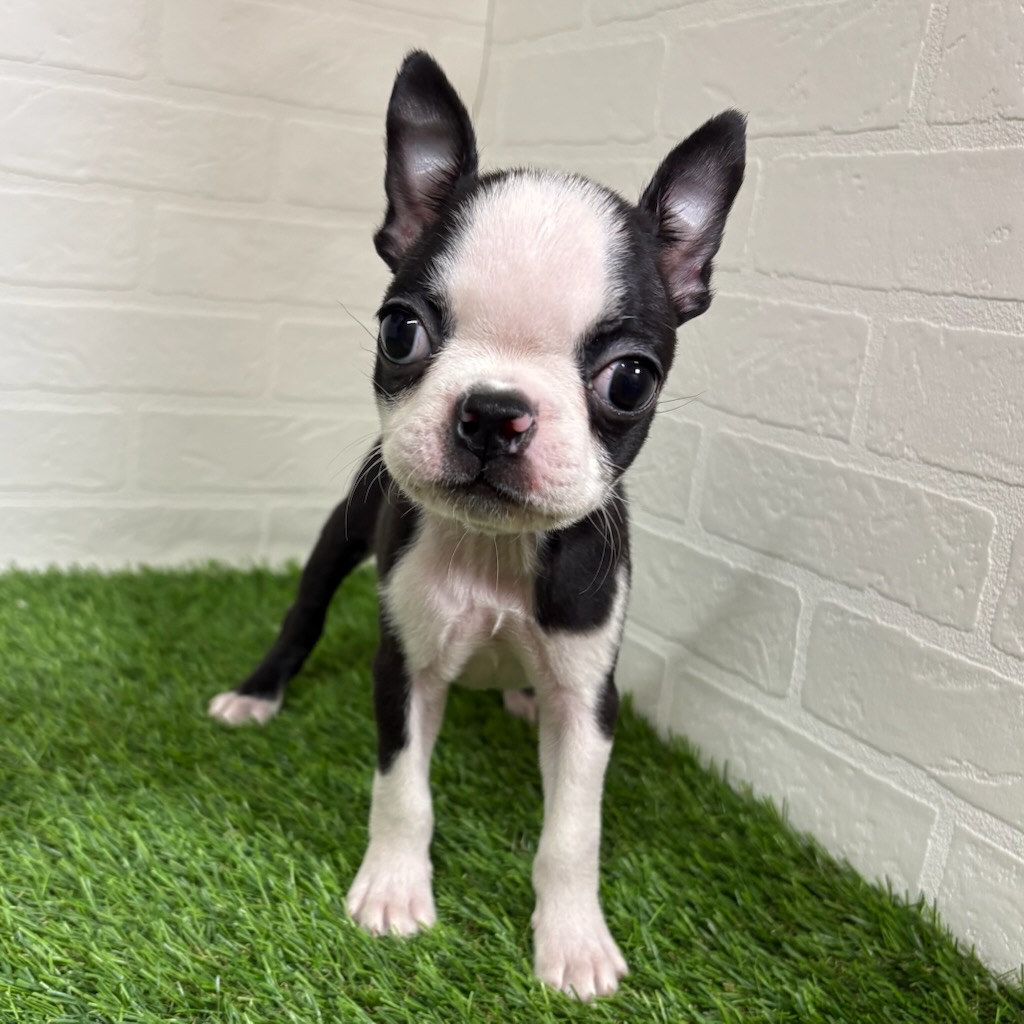 三重県のボストンテリア (ワンニャンハウス四日市店/2025年11月19日生まれ/女の子/ボストンカラー)の子犬の2枚目の画像