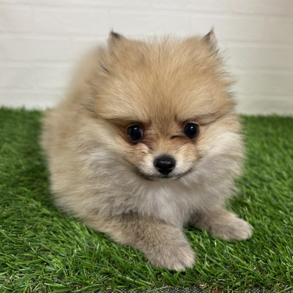 三重県のポメチワ/チワポメ/ポメチー(ポメラニアン×チワワ) (ワンニャンハウス四日市店/2025年10月15日生まれ/男の子/フォーン)の子犬の1枚目の画像