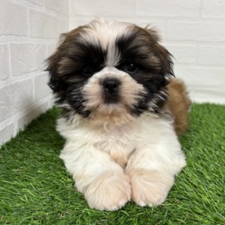 三重県のシーズー (ワンニャンハウス四日市店/2025年9月4日生まれ/女の子/ゴールドホワイト)の子犬の1枚目の画像