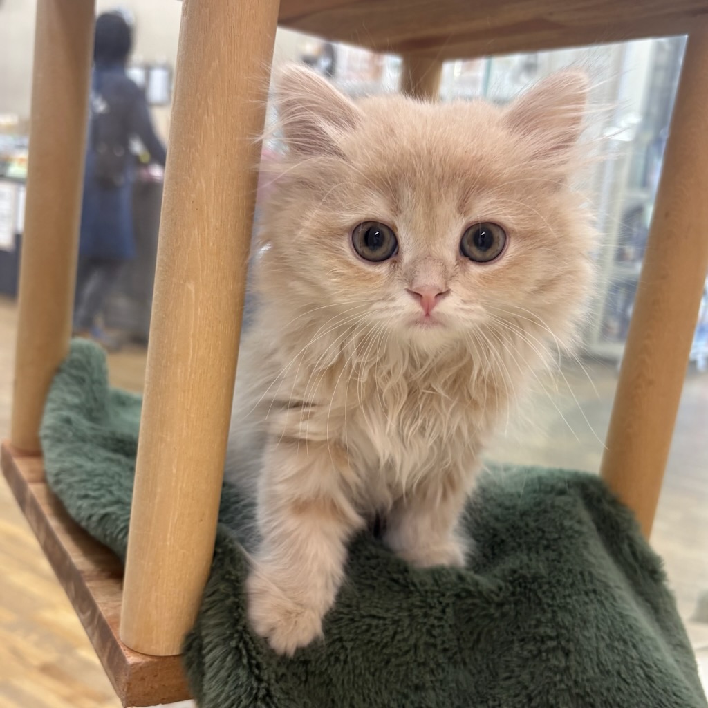 三重県のスコティッシュフォールド (ワンニャンハウス四日市店/2026年1月28日生まれ/女の子/クリームタビーホワイト)の子猫の2枚目の画像