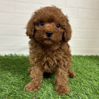 三重県のトイプードル(トイ) (ワンニャンハウス四日市店/2025年9月7日生まれ/男の子/レッドフォーン)の子犬の1枚目の画像