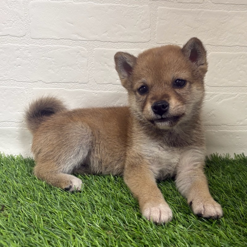 三重県の柴犬(標準サイズ) (ワンニャンハウス四日市店/2025年11月17日生まれ/女の子/赤)の子犬の2枚目の画像