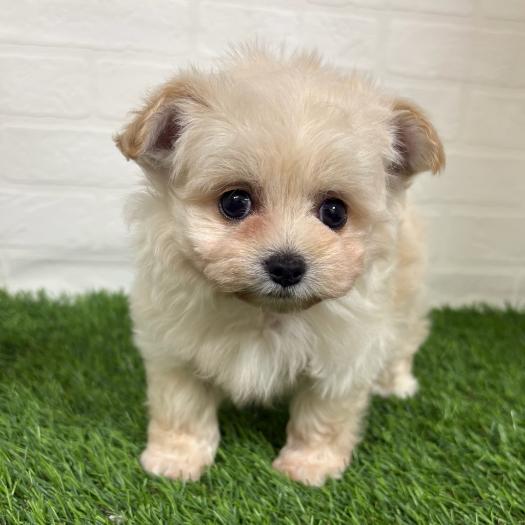三重県のハーフ犬・ミックス犬 (ワンニャンハウス四日市店/2026年3月29日生まれ/男の子/ホワイト)の子犬の2枚目の画像