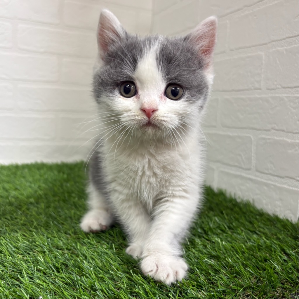三重県のブリティッシュショートヘアー (ワンニャンハウス四日市店/2025年10月18日生まれ/男の子/ブルーホワイト)の子猫の1枚目の画像