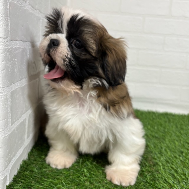 三重県のシーズー (ワンニャンハウス四日市店/2025年9月4日生まれ/女の子/ゴールドホワイト)の子犬の3枚目の画像