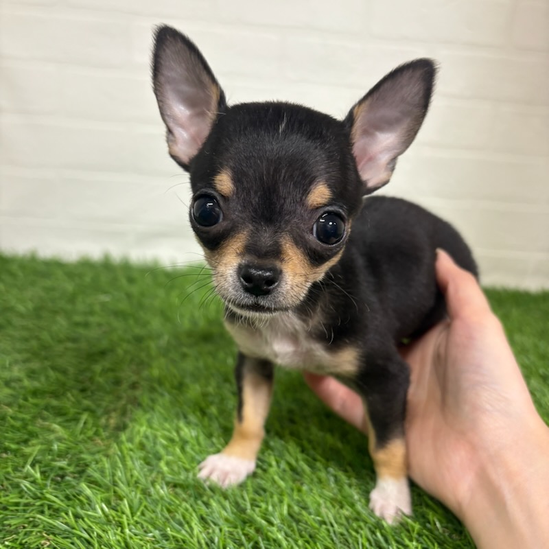 三重県のチワワ(ロング) (ワンニャンハウス四日市店/2025年9月20日生まれ/男の子/ブラックタン)の子犬の3枚目の画像