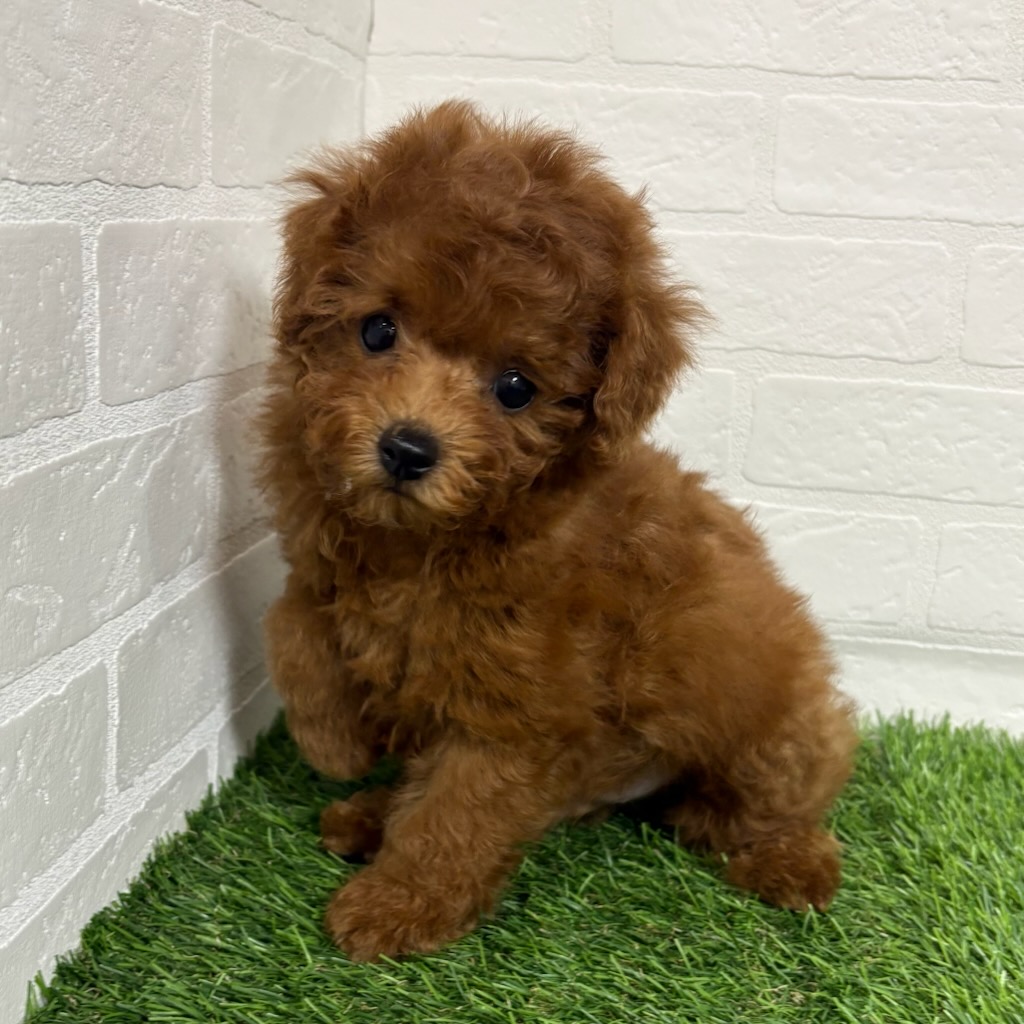 三重県のトイプードル(トイ) (ワンニャンハウス四日市店/2025年12月22日生まれ/男の子/レッド)の子犬の3枚目の画像