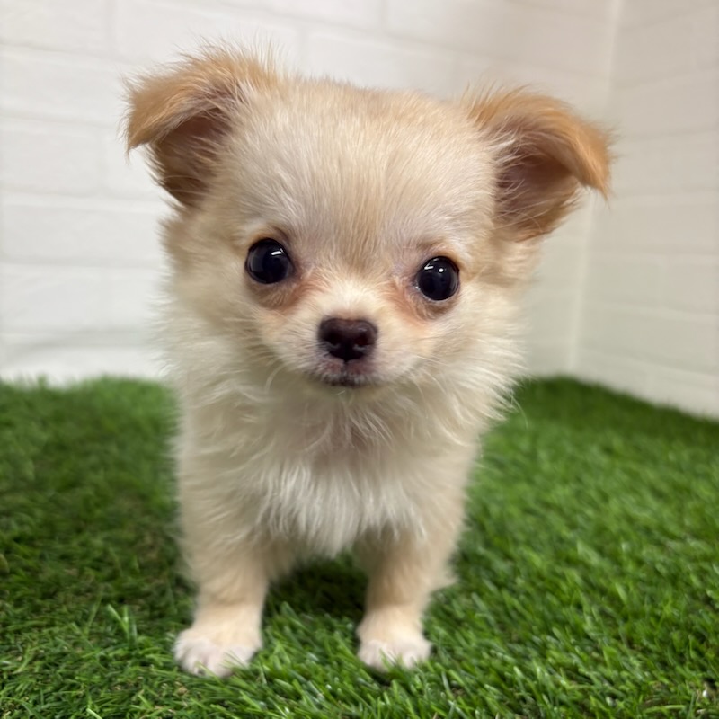 三重県のチワワ(ロング) (ワンニャンハウス四日市店/2025年9月11日生まれ/女の子/クリームホワイト)の子犬の1枚目の画像