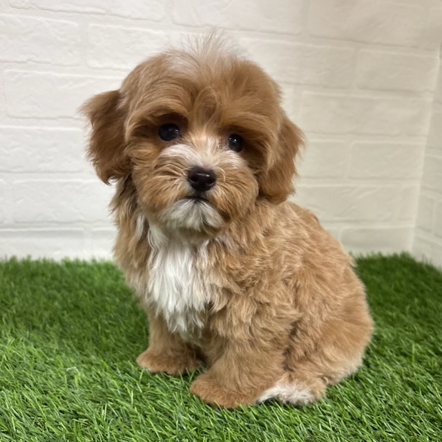 三重県のハーフ犬・ミックス犬 (ワンニャンハウス四日市店/2026年2月8日生まれ/男の子/クリームホワイト)の子犬の1枚目の画像