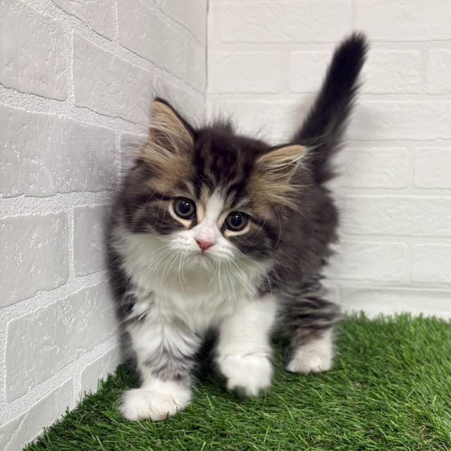 三重県のスコティッシュフォールド (ワンニャンハウス四日市店/2025年10月9日生まれ/男の子/ブラックタビーホワイト)の子猫の2枚目の画像