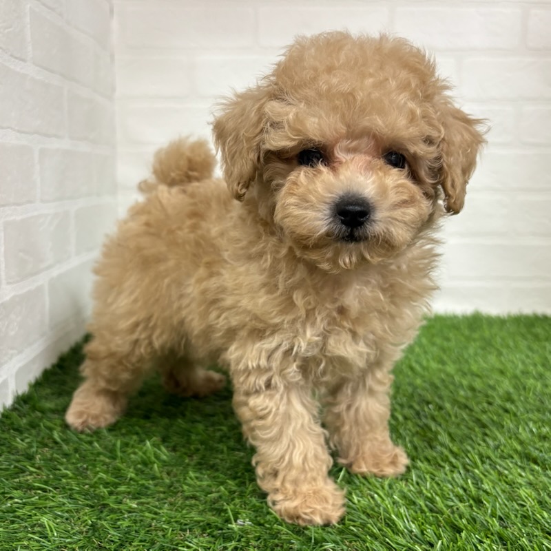 三重県のトイプードル(トイ) (ワンニャンハウス四日市店/2025年8月17日生まれ/男の子/クリーム)の子犬の1枚目の画像