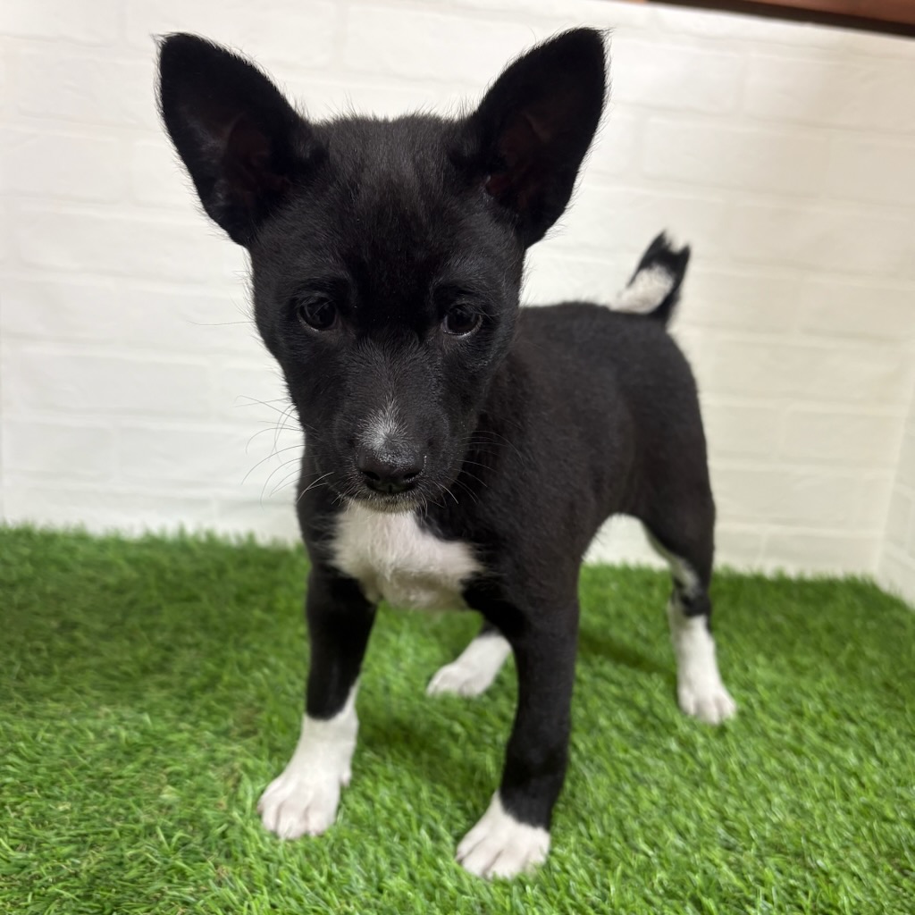 三重県のバセンジー (ワンニャンハウス四日市店/2025年11月23日生まれ/女の子/ブラックホワイト)の子犬の3枚目の画像