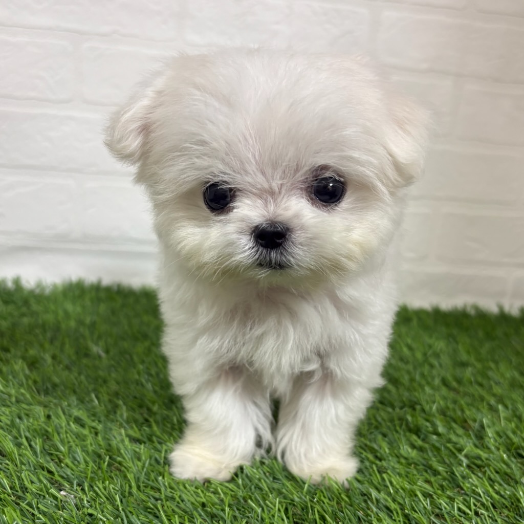 三重県のハーフ犬・ミックス犬 (ワンニャンハウス四日市店/2026年3月17日生まれ/女の子/クリーム)の子犬の3枚目の画像