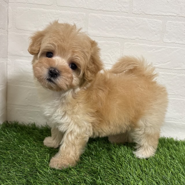 2026年1月18日生まれのハーフ犬・ミックス犬