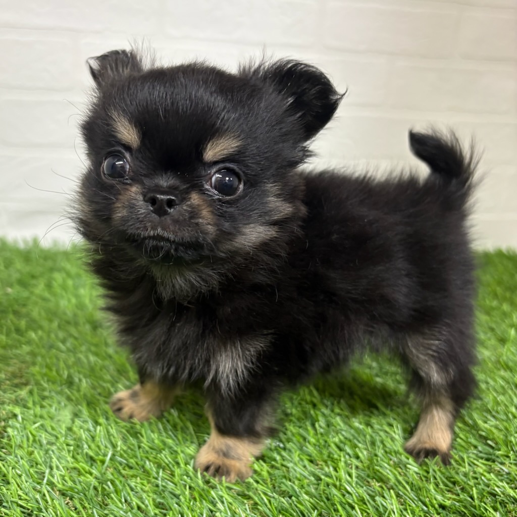 三重県のチワワ(ロング) (ワンニャンハウス四日市店/2025年11月24日生まれ/男の子/ブラックタン)の子犬の2枚目の画像