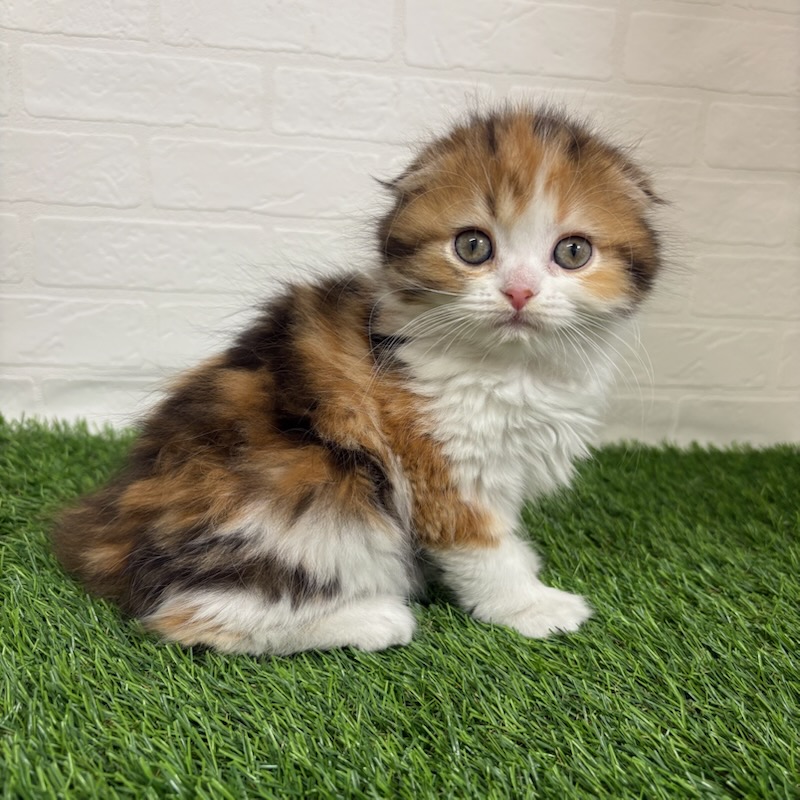 三重県のスコティッシュフォールド (ワンニャンハウス四日市店/2026年1月12日生まれ/女の子/キャリコ)の子猫の2枚目の画像