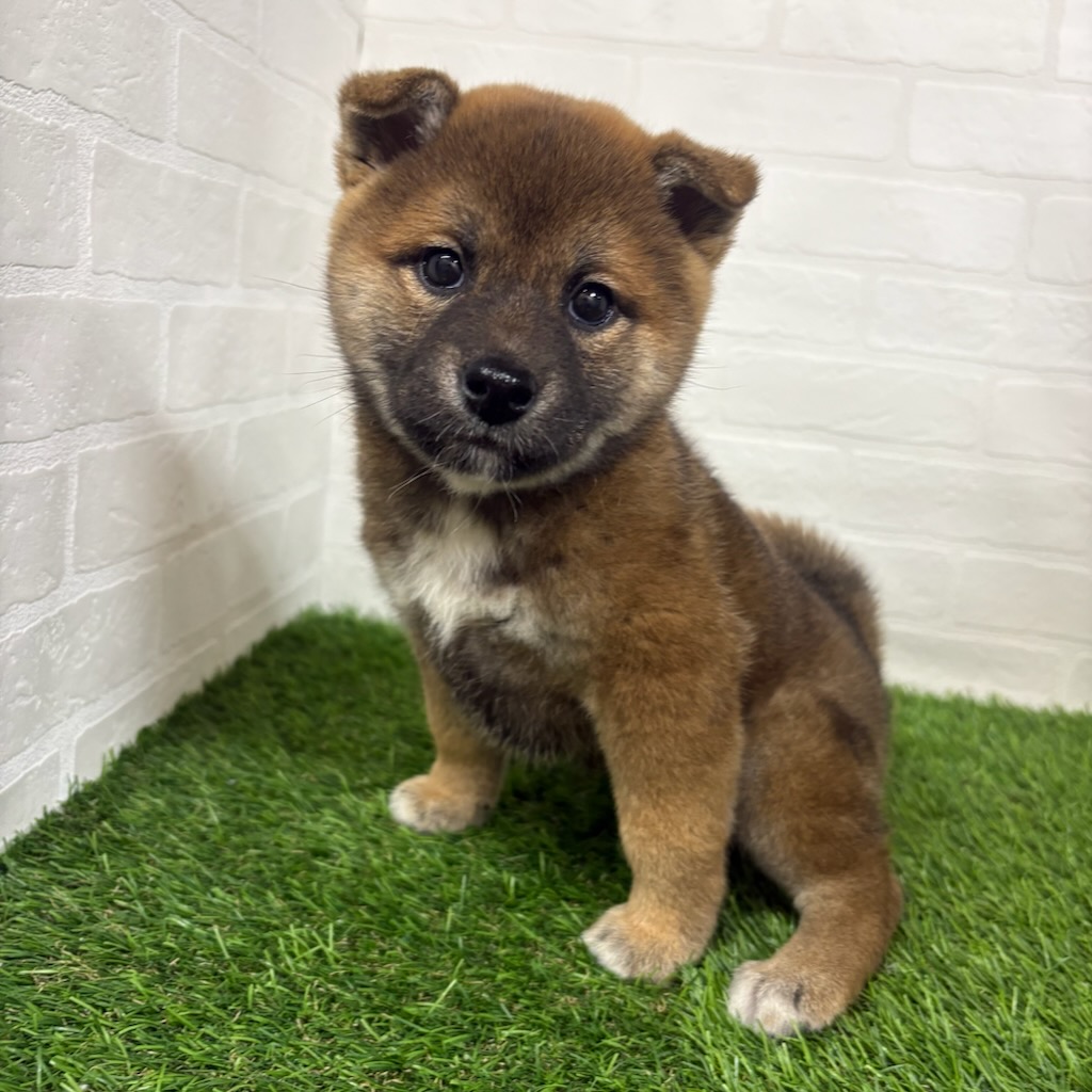 三重県の柴犬(標準サイズ) (ワンニャンハウス四日市店/2026年3月9日生まれ/女の子/赤)の子犬の1枚目の画像