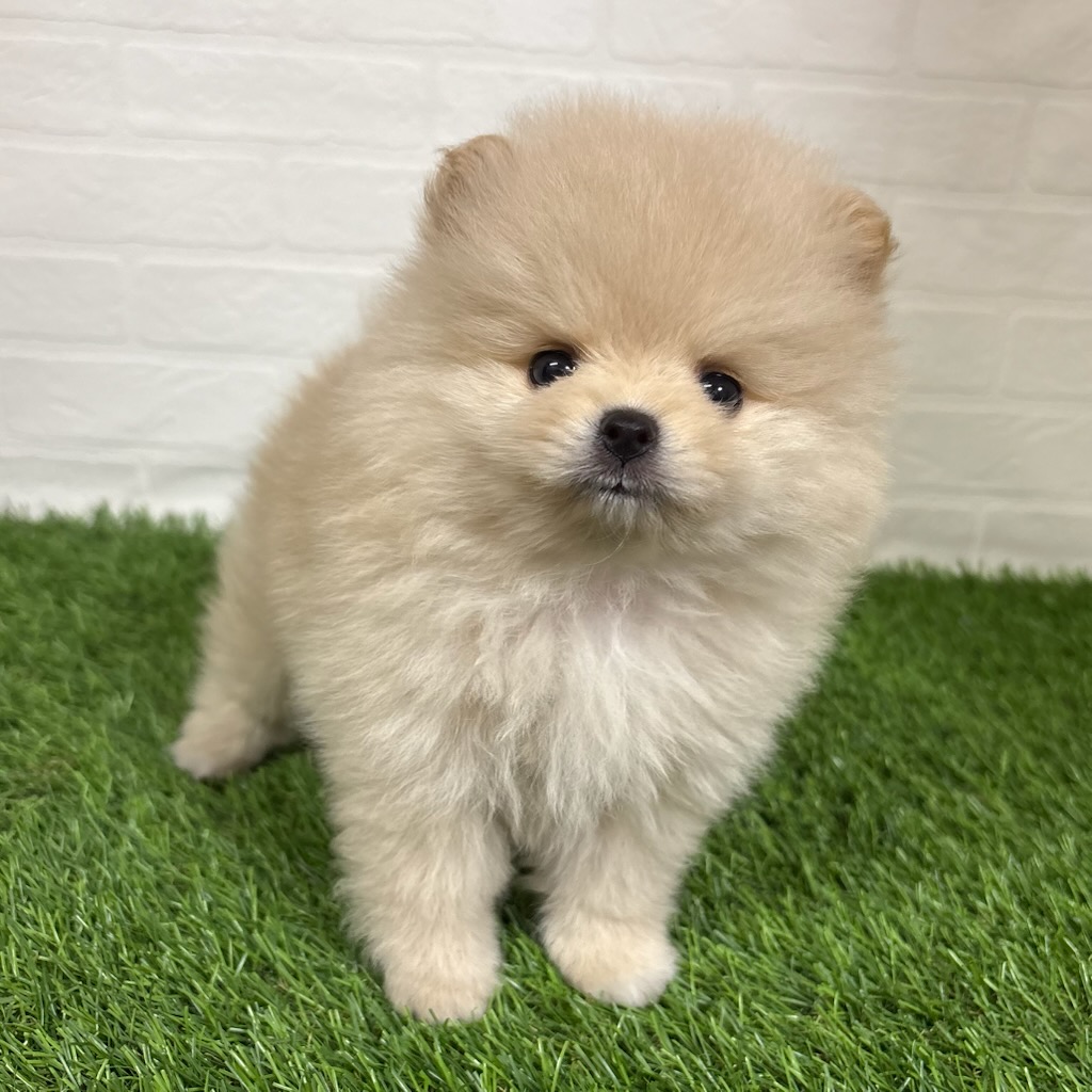 三重県のポメラニアン (ワンニャンハウス四日市店/2026年2月25日生まれ/女の子/クリーム)の子犬の2枚目の画像