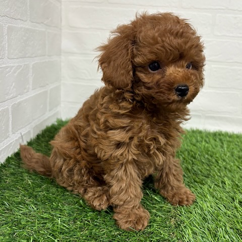 三重県のトイプードル(トイ) (ワンニャンハウス四日市店/2025年9月7日生まれ/男の子/レッドフォーン)の子犬の3枚目の画像