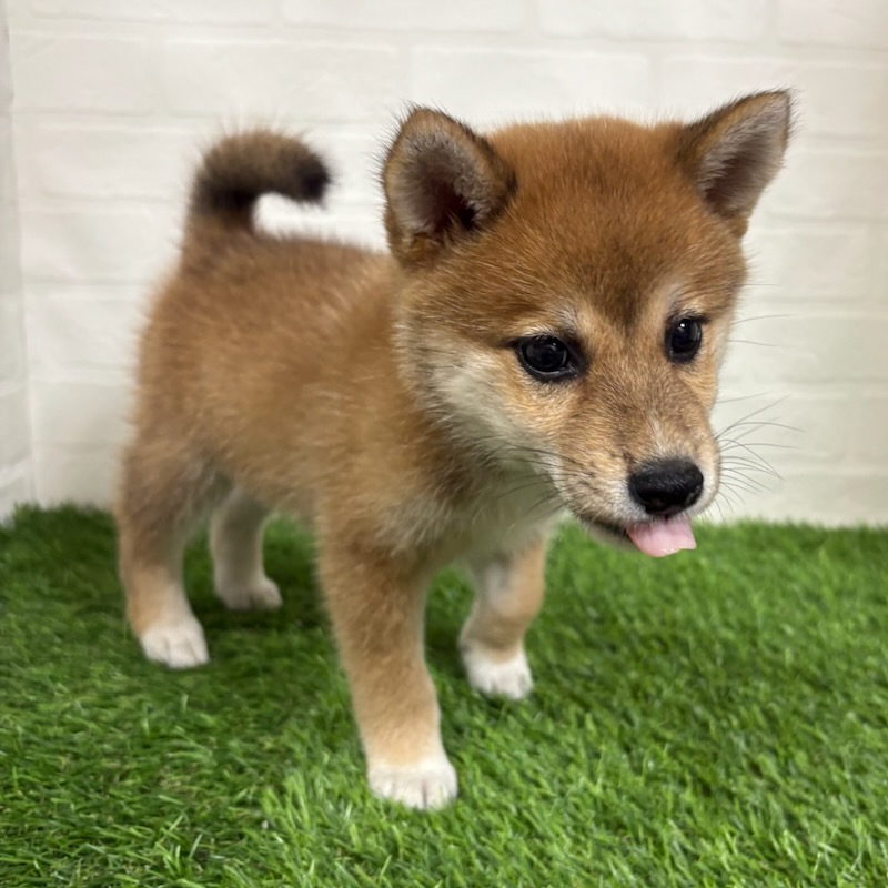 三重県の柴犬(標準サイズ) (ワンニャンハウス四日市店/2025年8月10日生まれ/女の子/赤)の子犬の3枚目の画像