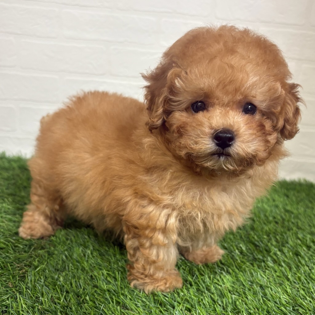 三重県のトイプードル(トイ) (ワンニャンハウス四日市店/2026年1月30日生まれ/男の子/オレンジフォーン)の子犬の2枚目の画像