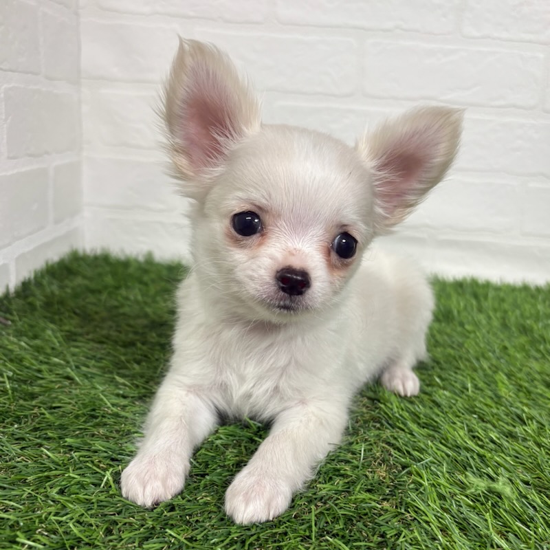 三重県のチワワ(ロング) (ワンニャンハウス四日市店/2025年9月29日生まれ/男の子/ホワイト)の子犬の1枚目の画像