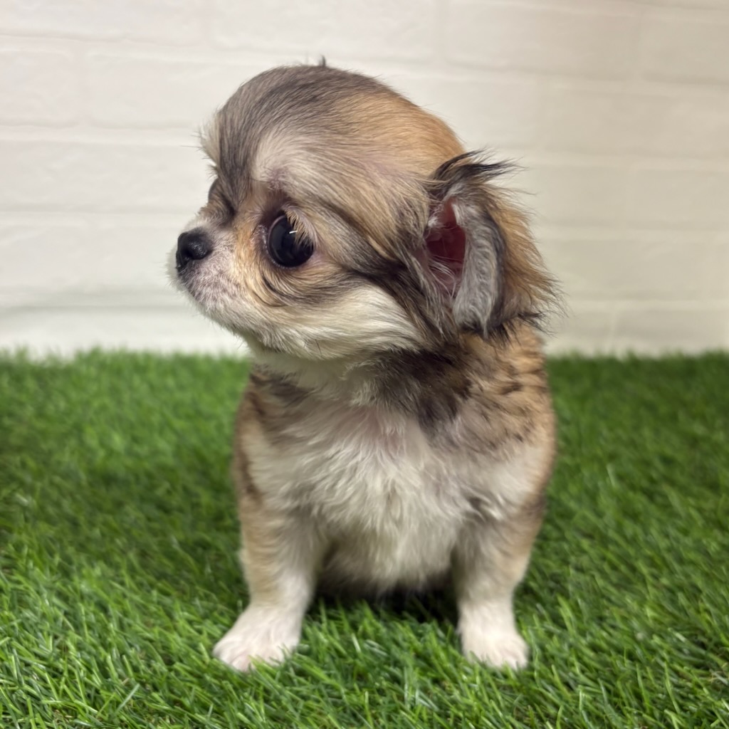 三重県のチワワ(ロング) (ワンニャンハウス四日市店/2025年11月27日生まれ/女の子/レッドホワイト)の子犬の3枚目の画像