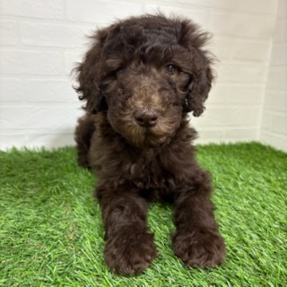 三重県のスタンダードプードル (ワンニャンハウス四日市店/2025年9月8日生まれ/女の子/ブラウン)の子犬の1枚目の画像