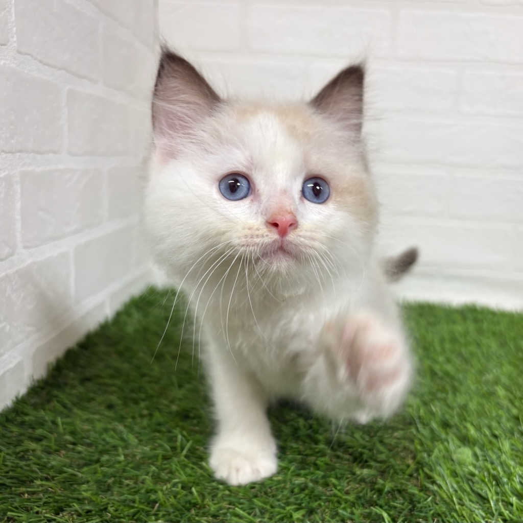 三重県のラグドール (ワンニャンハウス四日市店/2025年11月2日生まれ/男の子/シールポイントバイカラー)の子猫の2枚目の画像