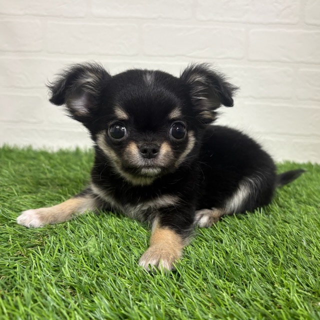 三重県のチワワ(ロング) (ワンニャンハウス四日市店/2025年10月12日生まれ/男の子/ブラックタン)の子犬の2枚目の画像